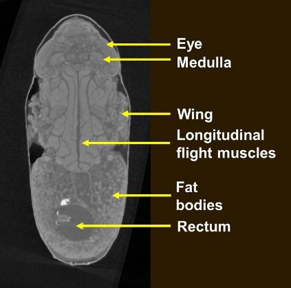 Micro-CT scan of blowfly pupa.jpg