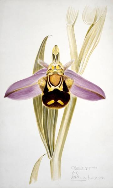 20150409 Bee orchid - ID Trainers for the Future - Mike Waller - NaturalHistoryMuseum_PictureLibrary_030814_IA.jpg