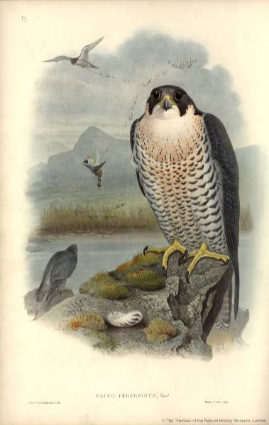 20150421 IDTrainers Peregrine AnthonyRoach NaturalHistoryMuseum_PictureLibrary_005517_IA.jpg