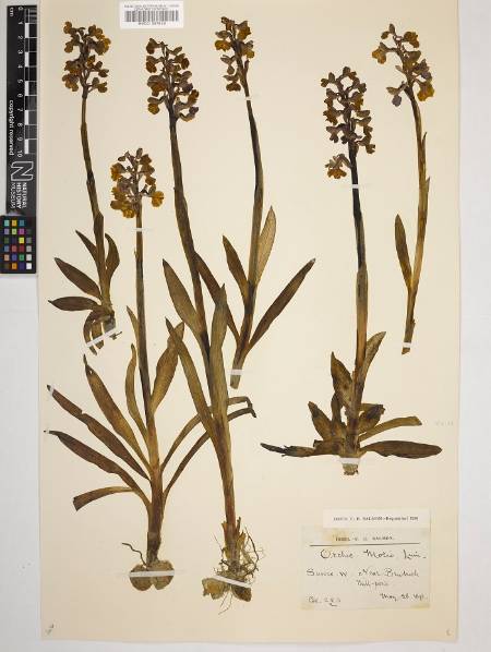 Anacamptis morio - herbarium.jpg