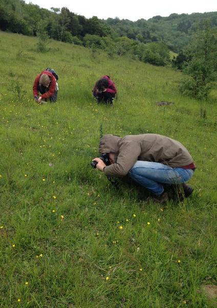 Photographing Common spotted orchids at Box Hill.JPG
