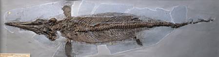 Ichthyosaurus communis collected by Mary Anning.jpg