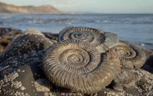 Lyme regis ammonite.jpg
