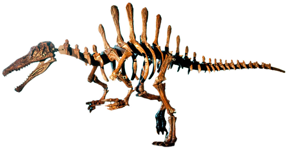 Squelette du Spinosaure au Natural Science museum de Londres. 