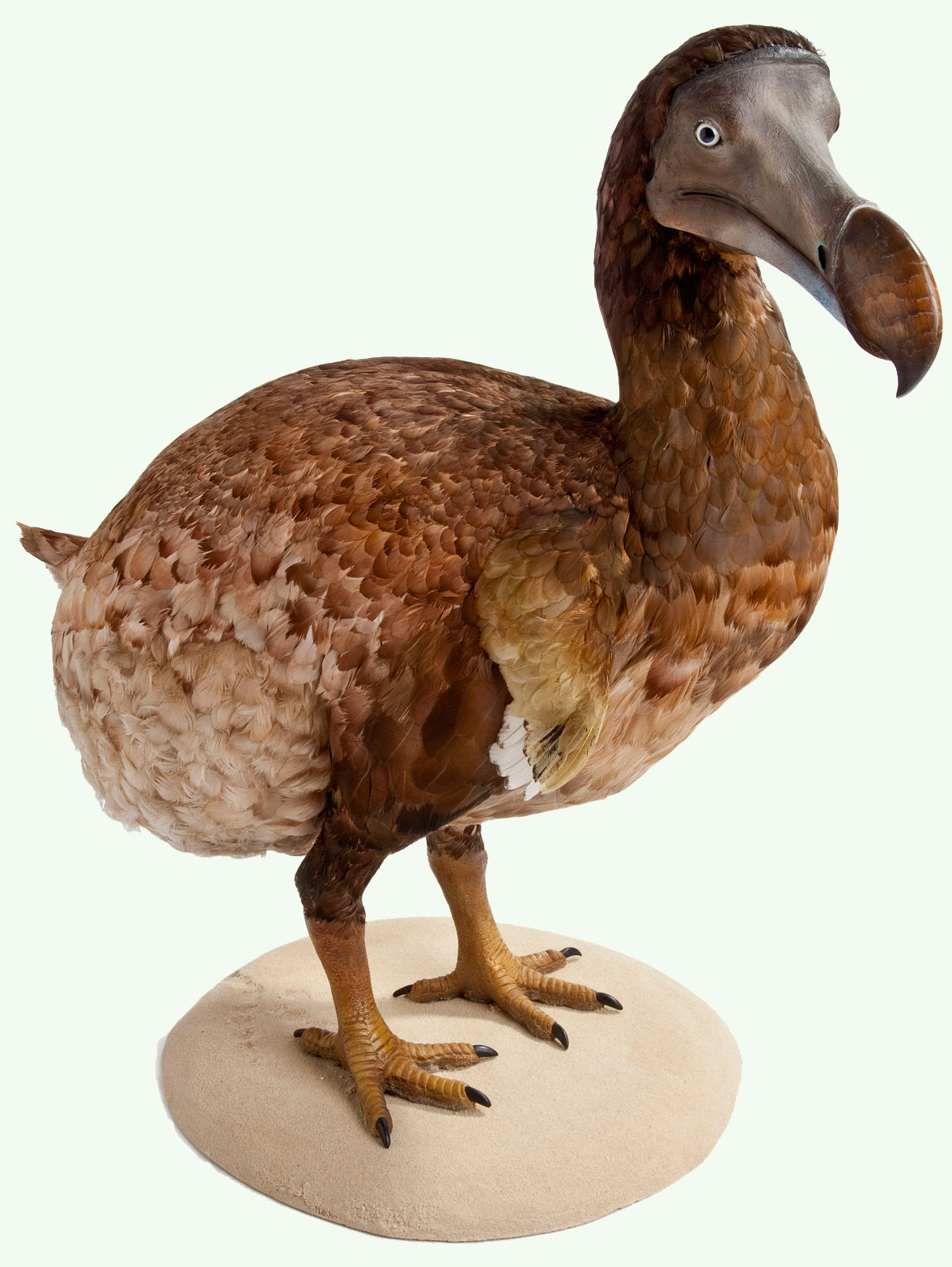 Resultado de imagen de dodo