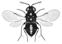 Syrphophagus cassatus