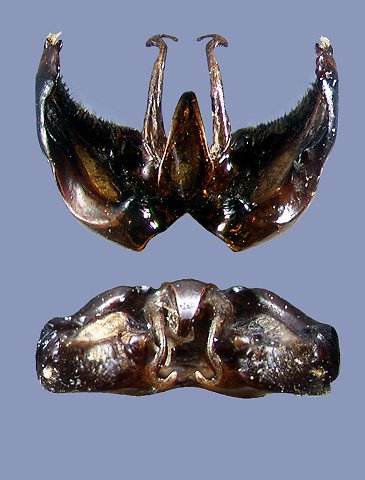 bimaculatus