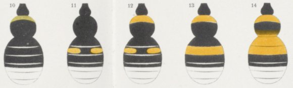 B. soroeensis B. soroeensis