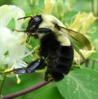 B. impatiens B. impatiens