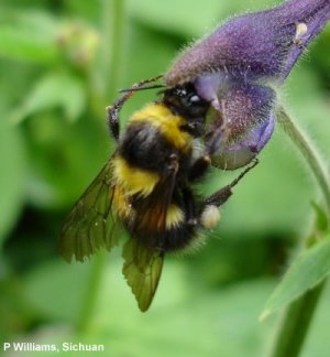 B. religiosus B. religiosus