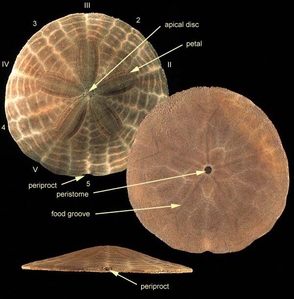 The Echinoid Directory - Natural History Museum