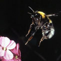Garden bee, Bombus hortorum