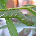 Eyed hawk moth larva