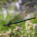 Banded demoiselle, Calopteryx splendens