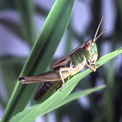 Grasshoppers and crickets