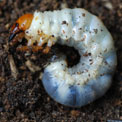 Stag beetle larva, Lucanus cervus