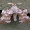 Poplar hawk-moth, Laothoe populi