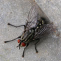 Flesh-fly, Sarcophaga carnaria