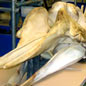 Beached Whales in Tragic Tales