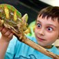 Animal Vision for families