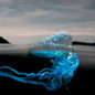 Wildlife Photographer of the Year