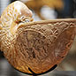 Treasures: Hans Sloane's Nautilus Shell
