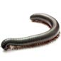 Edible Insects