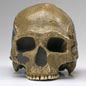 Human evolution workshop