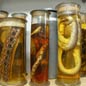 Spirit Collection Tours