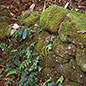 Mosses and Liverworts in the Wildlife Garden