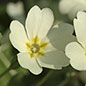 Spring Flowers in the Wildlife Garden