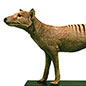 Last of the Species