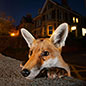 Wildlife Photographer of the Year exhibition