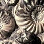 A History of Life in 100 Fossils