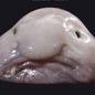 The Ugly Animals