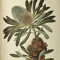 Botany Begs Questions
