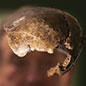 The Evolving Story of Human Origins