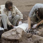 Virtual Palaeontology