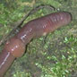 Worm Hunter