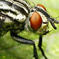 Flesh Flies