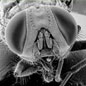 The Microscopic World of the Fly