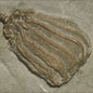 What's that Fossil?