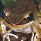 Mystery of the Toads