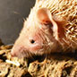 Jurassic Mammals