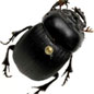 Leaf Beetles: Pests, Poisons and Propaganda