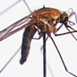 What Can Midges Tell Us About Climate Change?