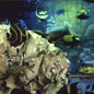 Coral Reefs: Paradise Lost?