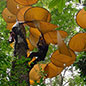 Specimen Preparation Area in Action: Honduras Cloud Forest Invertebrates