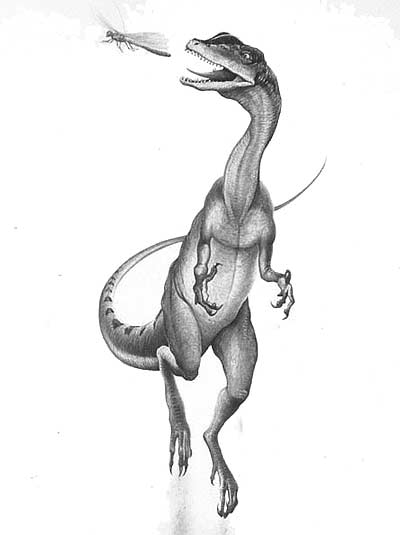 http://www.nhm.ac.uk/resources/nature-online/life/dinosaurs/dino-directory/drawing/Liliensternus.jpg