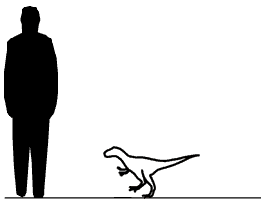 Nanotyrannus scale